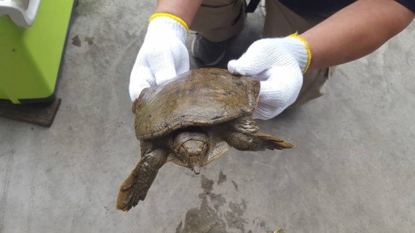 すっぽんを獲って